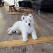 Samojedhund White Canis Mariah Carey "Emie"