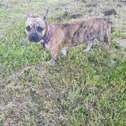 Blanding af racer Frigg