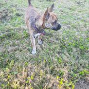 Blanding af racer Frigg