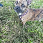 Blanding af racer Frigg