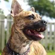 Blanding af racer Frigg