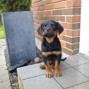 Rottweiler Jason