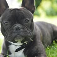 Fransk bulldog Winston