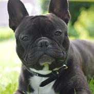 Fransk bulldog Winston