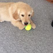 Golden retriever Carlo