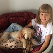 Golden retriever Carlo