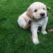 Golden retriever Carlo