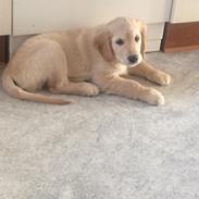 Golden retriever Carlo