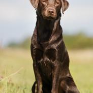 Labrador retriever Fella