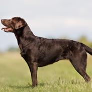 Labrador retriever Fella