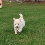 Blanding af racer Luna