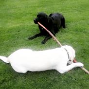 Labrador retriever Balder