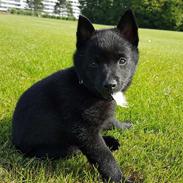 Schipperke Barney