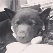 Schipperke Barney