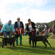 Dogo canario Bandito Fuerza Bull