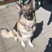 Schæferhund Sookie