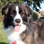 Border collie Bella - Divenzie's Arabella