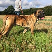 Dogo canario Armani Fuerza Bull (Manne)