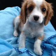 Cavalier king charles spaniel Wilma