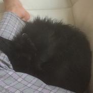 Blanding af racer Luca