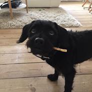 Blanding af racer Luca