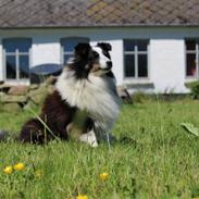 Shetland sheepdog Nana