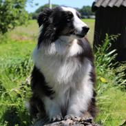 Shetland sheepdog Nana