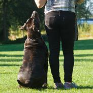 Dogo canario Bandito Fuerza Bull