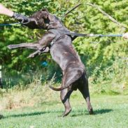 Dogo canario Bandito Fuerza Bull