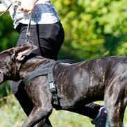 Dogo canario Bandito Fuerza Bull
