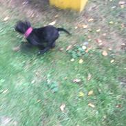 Staffordshire bull terrier Luna