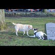 Blanding af racer Luna