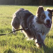 Australian shepherd Louis Vuitton (Milo) himmelhund <3