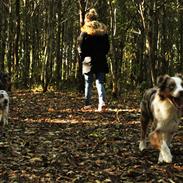 Australian shepherd Louis Vuitton (Milo)