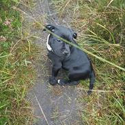 Staffordshire bull terrier Tiena Golden Predator (Luca)