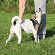 Dansk svensk gaardhund Lea