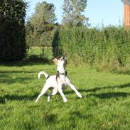 Dansk svensk gaardhund Lea