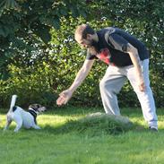 Dansk svensk gaardhund Lea