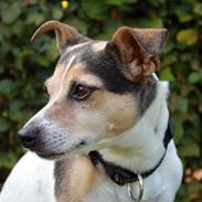 Dansk svensk gaardhund Lea