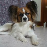 Papillon Nellie