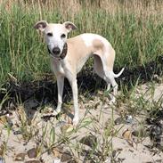 Whippet Fenja
