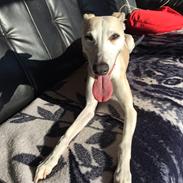 Whippet Fenja