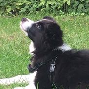 Border collie Selma