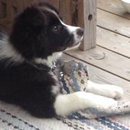 Border collie Selma
