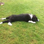 Border collie Selma