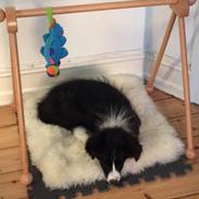 Border collie Selma