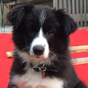 Border collie Selma