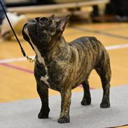 Fransk bulldog Elton (PERRO PELEA CORDOBES BULL'S ELTON)