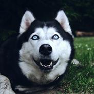 Siberian husky Zika