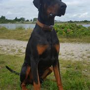 Dobermann Dobergaarden Forever Ultimo Aston